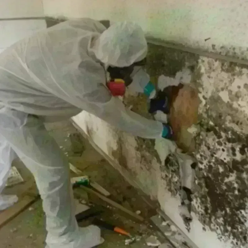 Mold Remediation and Removal in Electra, TX